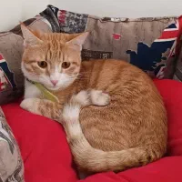 گربه نر عقیم شده یکساله
