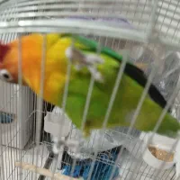 طوطی برزیلی رنگین کمانی