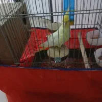 ماده عروس هلندی