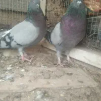 کبوتر اصفهانی