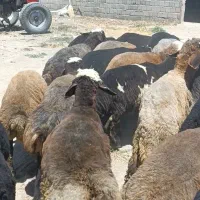 بره نر شین بش