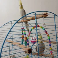عروس هلندی مولد