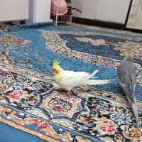عروس هلندی پاریس