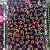 سورت گیلاس