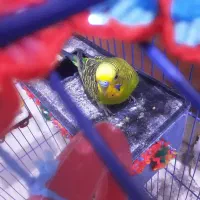 یک جفت مرغ عشق بالغ