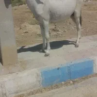 کشش اسب با الاغ
