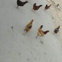 مرغ و جوجه خروس محلی