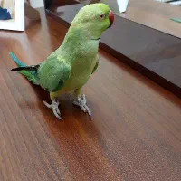 طوطی ملنگو