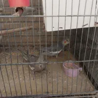 جوجه عروس هلندی