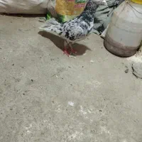 کبوتر کوهی و طوقی