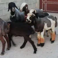 فروش میش بره  بز شیشک چینی بختیاری شهر کردی
