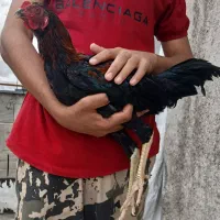 جوجه خروس دورگ لاری