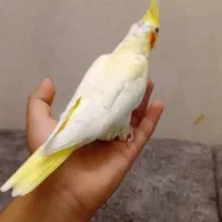 جوجه عروس هلندی رام