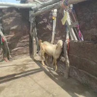 بز نر