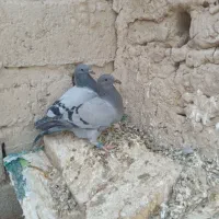 دوجفت جوجه نر مسافتی