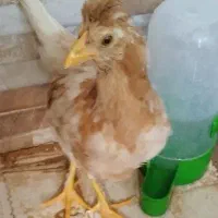 جوجه 4.5ماهه نژاد لاری گلین ، گلپایگانی وگلین
