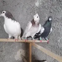 کبوتر گرفتنی پرشی