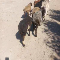 بزو بره