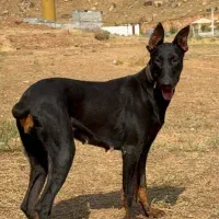 گمشده در منطقه آرپادرسی