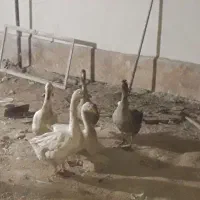 قوغاز