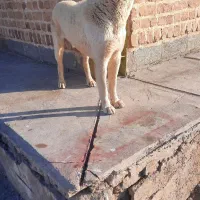 سگ  گله بهترین نژاد رخ پلنگ