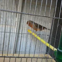 سوخته قرص بخون