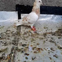 کبوتر ماده کرم سوسنی دم سفید