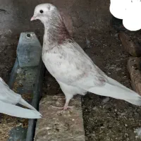 کبوتر پرشی