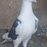 جفت 1200