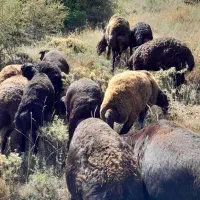 میش و بره