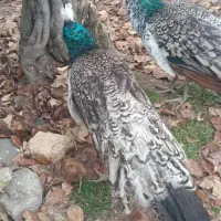 یک‌ جفت طاووس نروماده یکساله