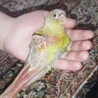 جوجه گرینچیک