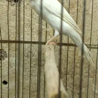 قناری ماده آماده جفت