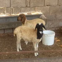 بره جفت دوقلو
