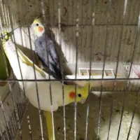 عروس|پرنده|اردبیل, |دیوار