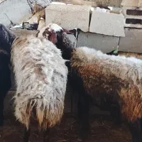 میش بره دار دودندون