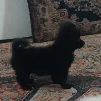 سگ پامر
