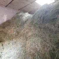 فروش علف و یونجه