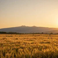 دوحلقه چاه دربست کشاورزی اجاره ای