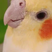 عرو‌س‌هلندی‌جفت