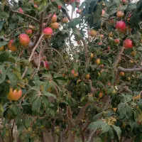 خرید سیب لبلان روی درخت خریداریم