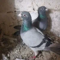 کفتر|پرنده|سربیشه, |دیوار