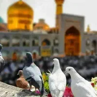 تور مشهد