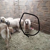 سلام یک میش اوست فروشی