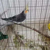 عروس هلندی