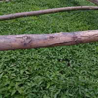 نیشه گوجه فرنگی