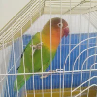 طوطی برزیلی فیشر ماده
