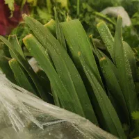 سبزی پاک شده و میوه درجه یک ارسال با پیک
