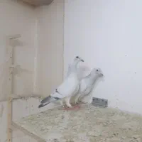 کبوتر