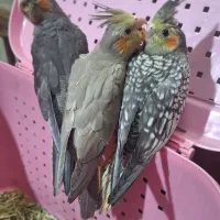 جوجه عروس هلندی